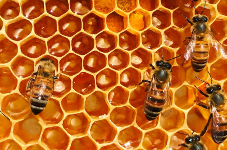 abejas_panal_miel-828x548