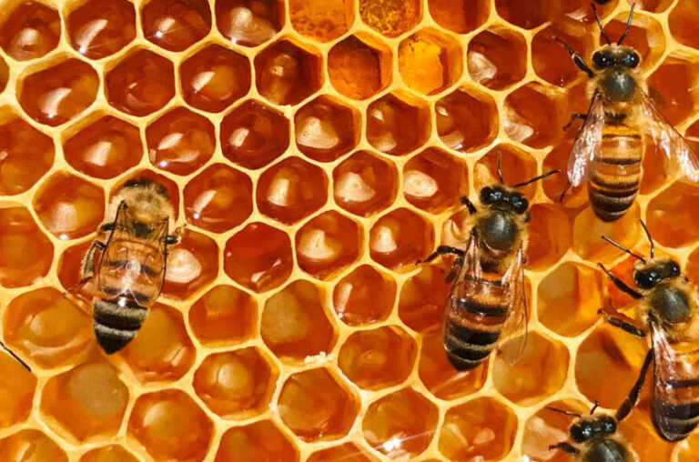 abejas_panal_miel-828x548