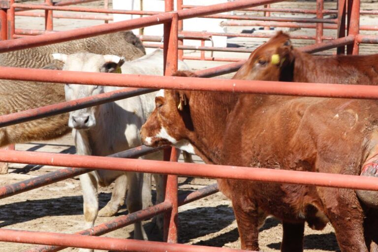 64a6dcf2df2f5__64a6dcf2df2f6