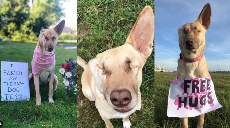 perrita_maggie