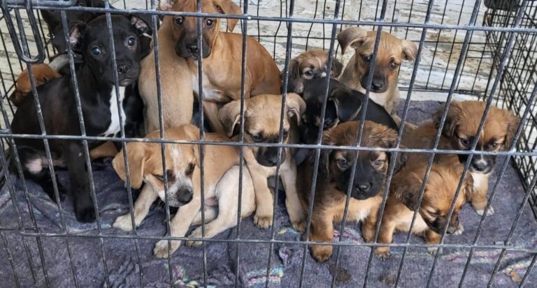 WhatsApp Image 2023-12-29 at 1.23.07 PM