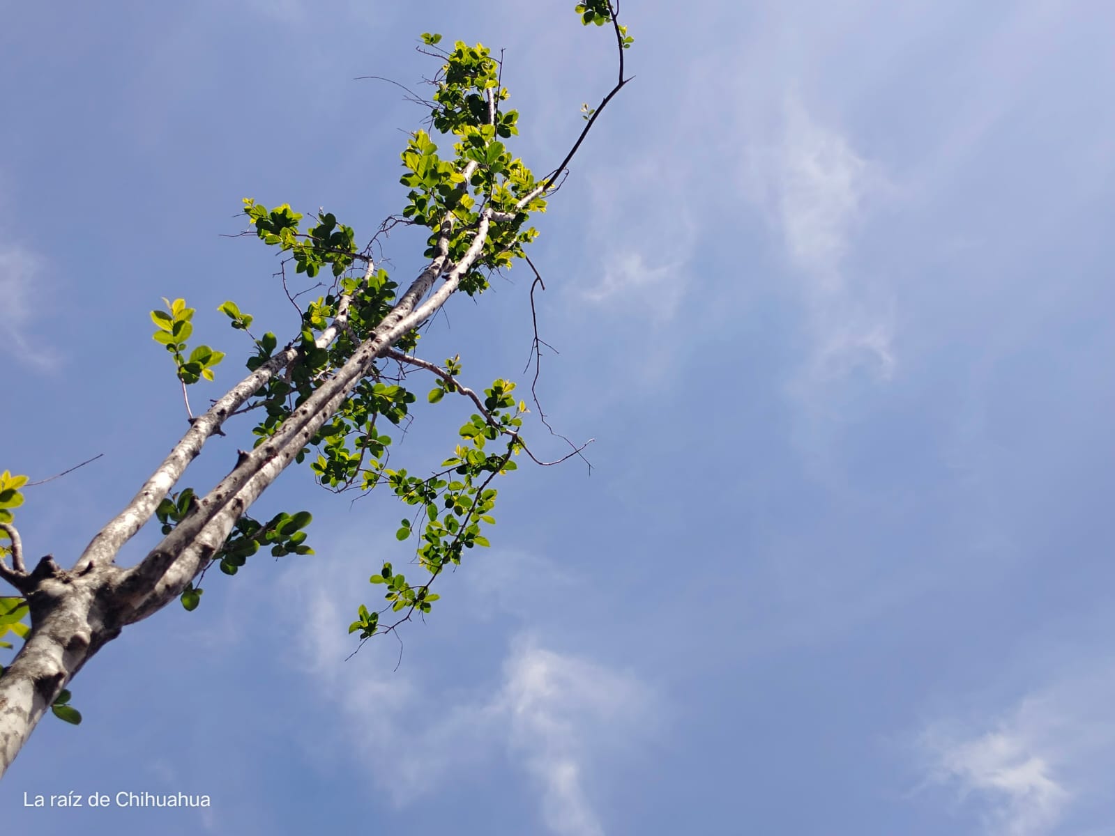 WhatsApp Image 2024-05-01 at 9.18.16 AM