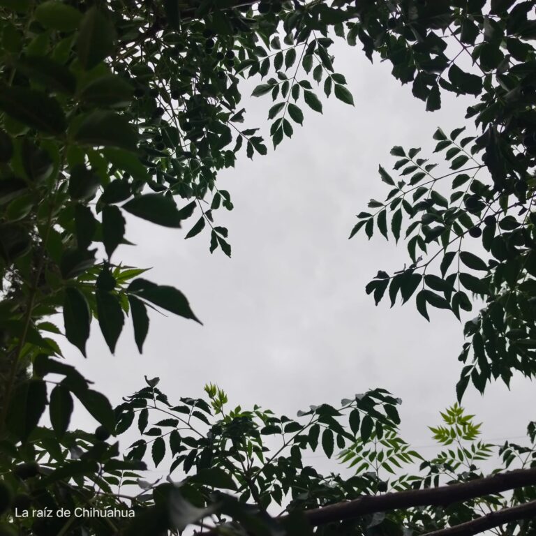 WhatsApp Image 2024-07-05 at 6.58.24 AM