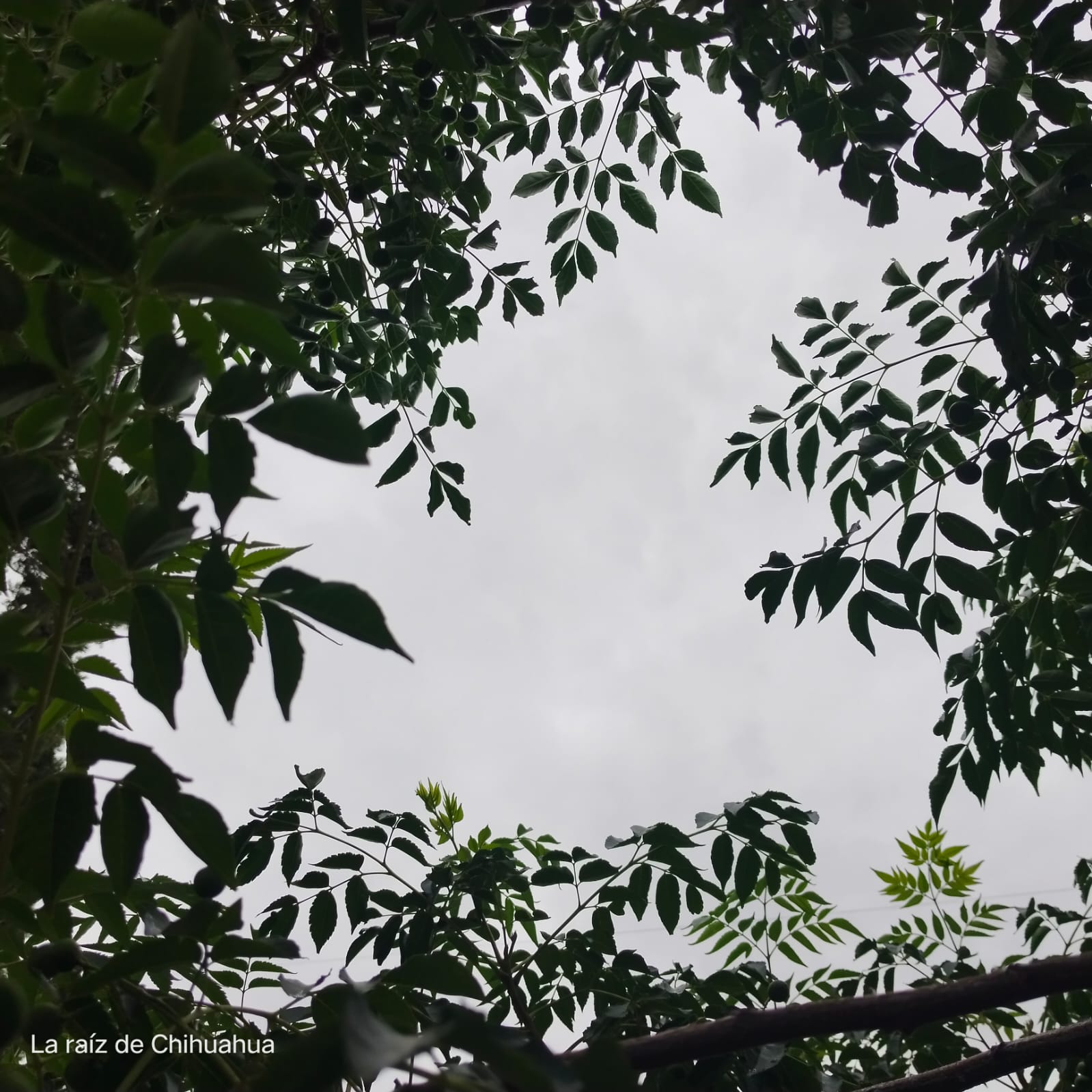 WhatsApp Image 2024-07-05 at 6.58.24 AM