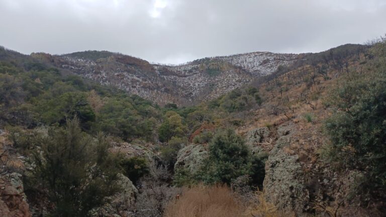 WhatsApp Image 2025-03-15 at 12.43.56 PM