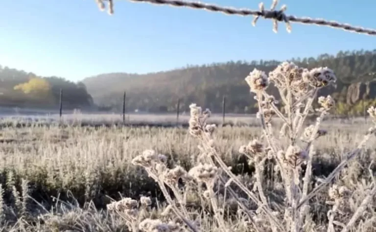 chihuahua.jpg_172596871