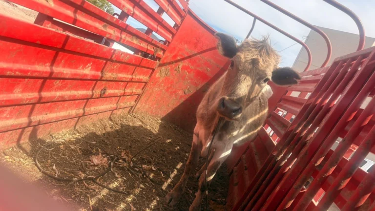 51fda3cc-058a-4d99-9ff1-07476fcf3083