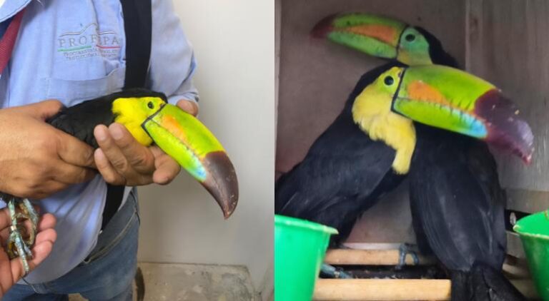 tucanes